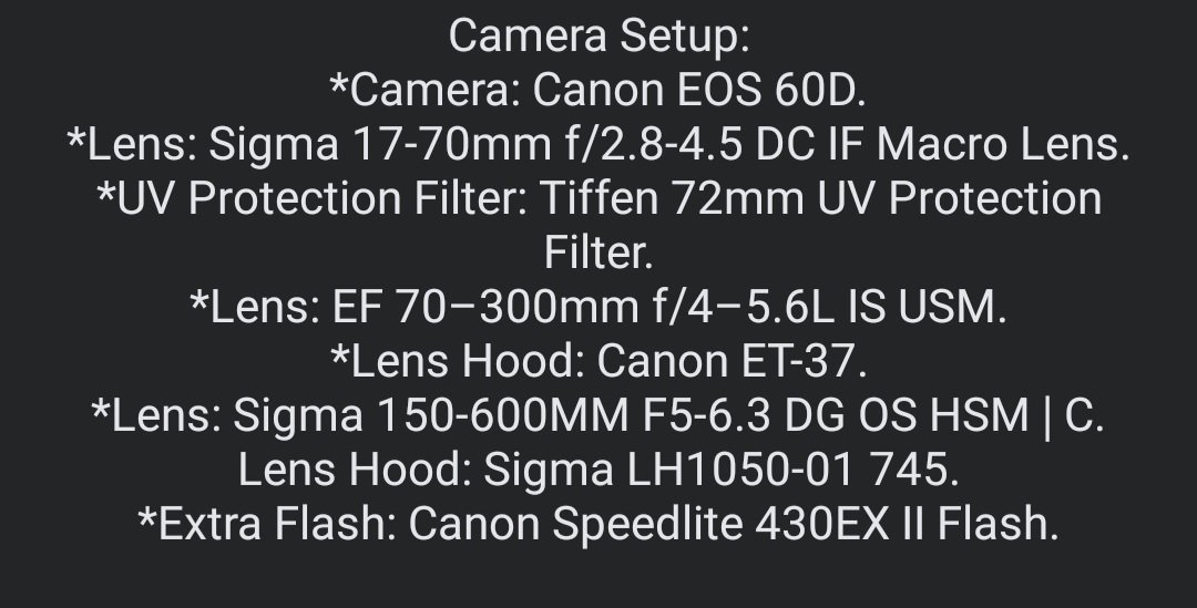 My Camera Contents.jpg